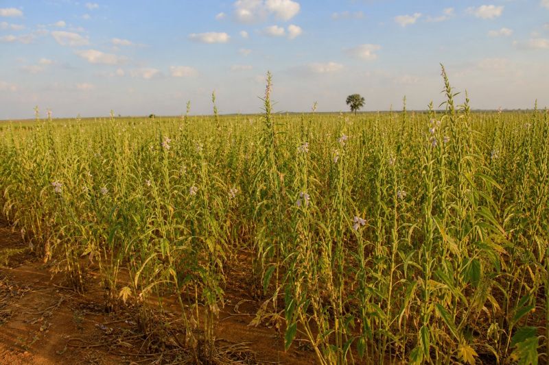 Sesame field in Nigeria's northern savanna at capsule stage